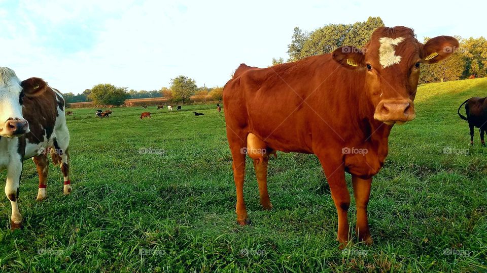 Cow, Mammal, Agriculture, Pasture, Livestock