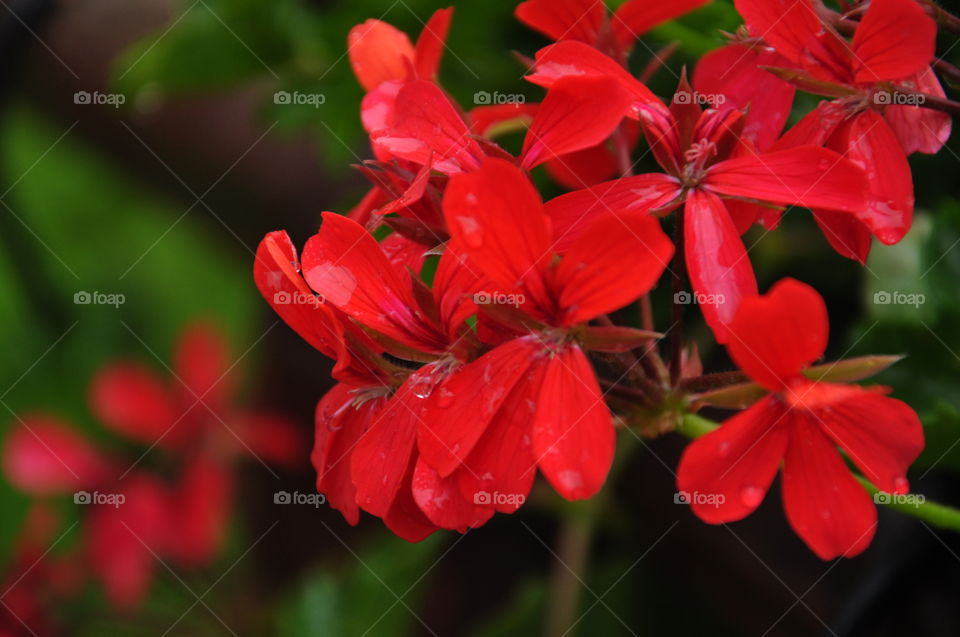 red flowers in uae