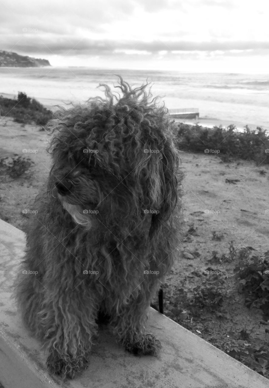 Izzy by the Sea Black & White