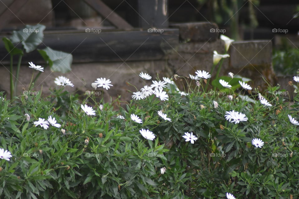 Meeting up with beautiful flowers always gives you a wonderful feeling