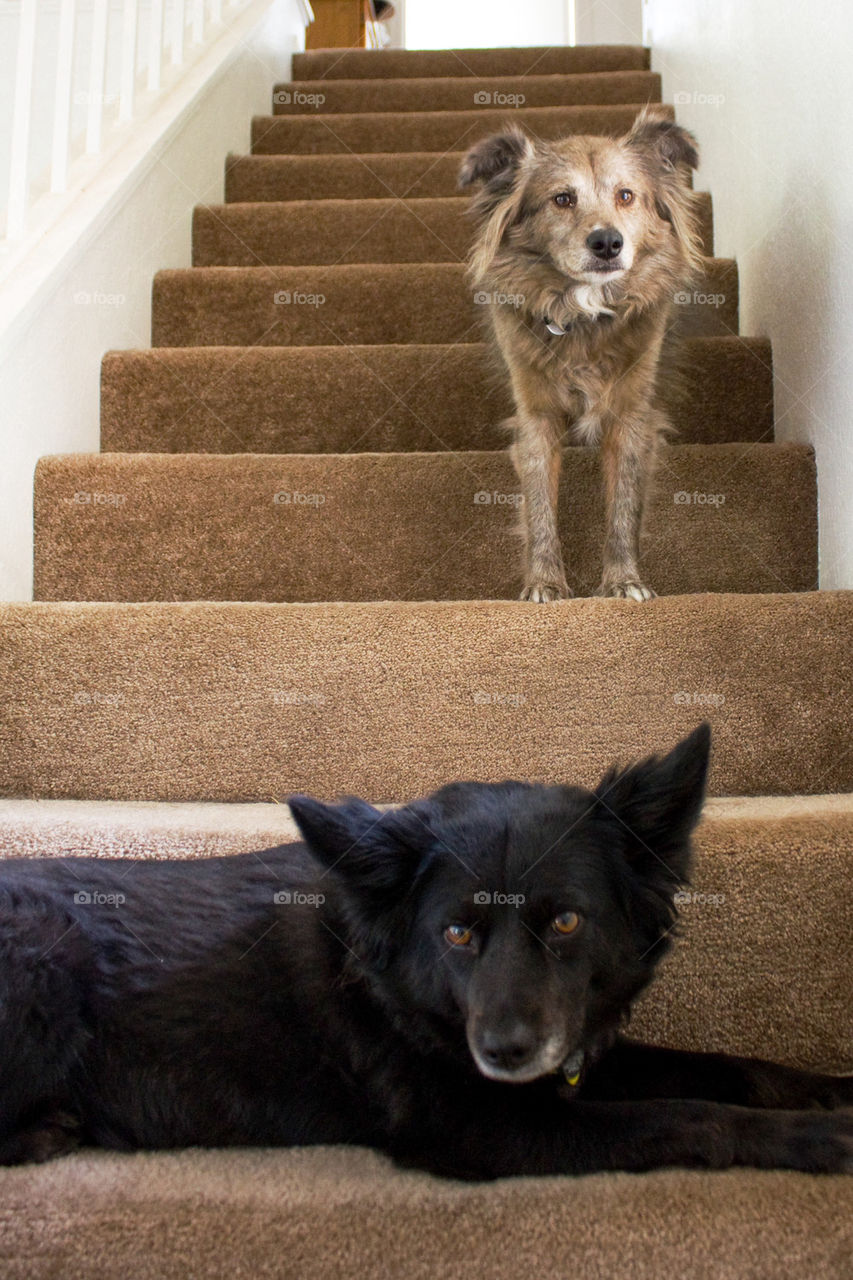 Dogs waiting on the stairs 