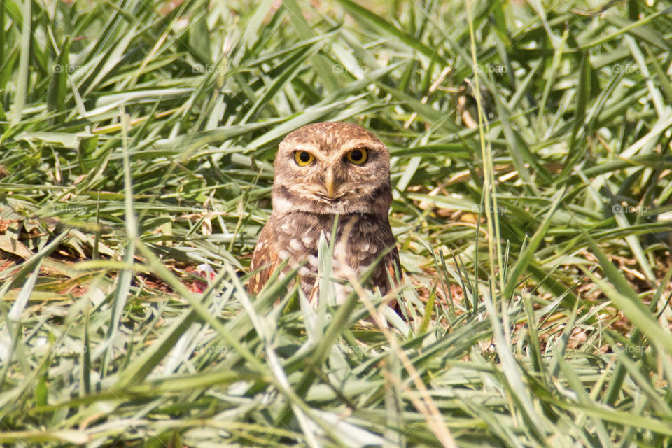 Curious Owl