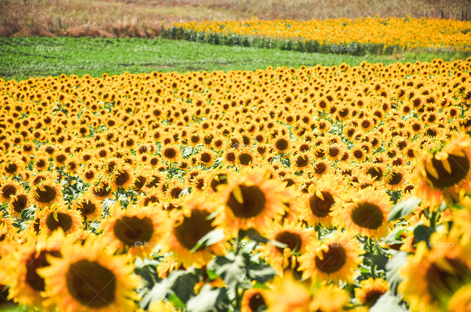 Sunflowers Plantation Blooming Field
