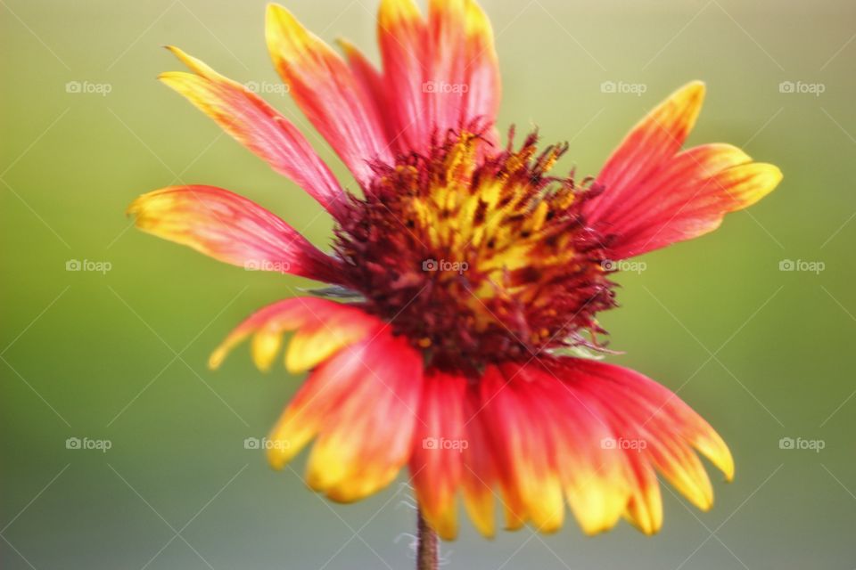 a Beautiful flower in my garden...