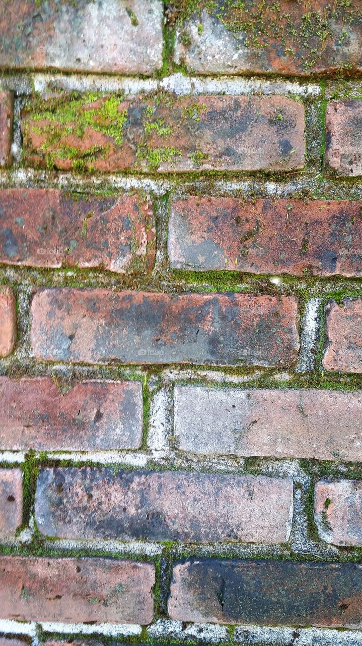 Moss on a brick wall.