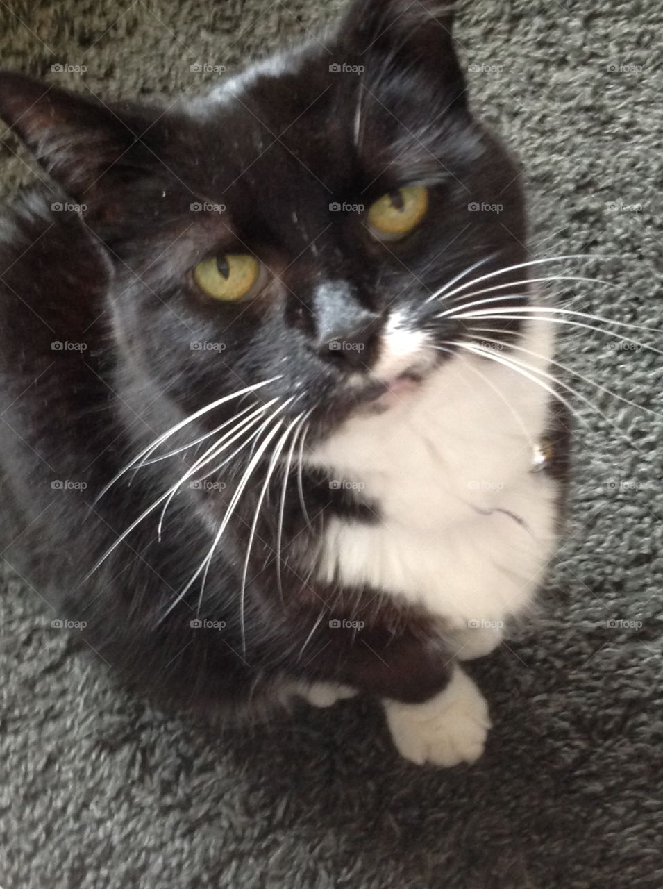 My fluffy black and white tuxedo cat. 