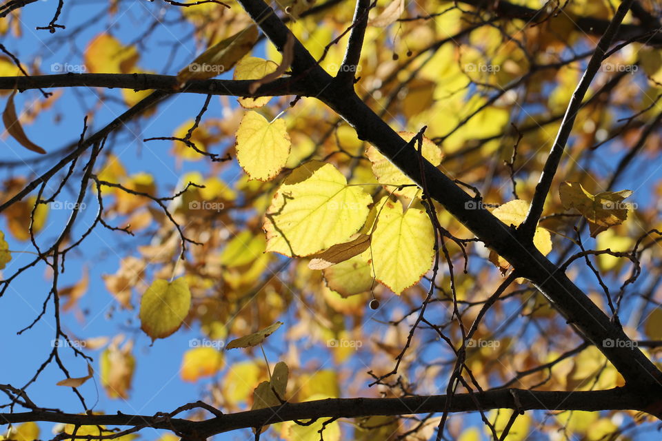 Sunlight Through a Autumn Tree