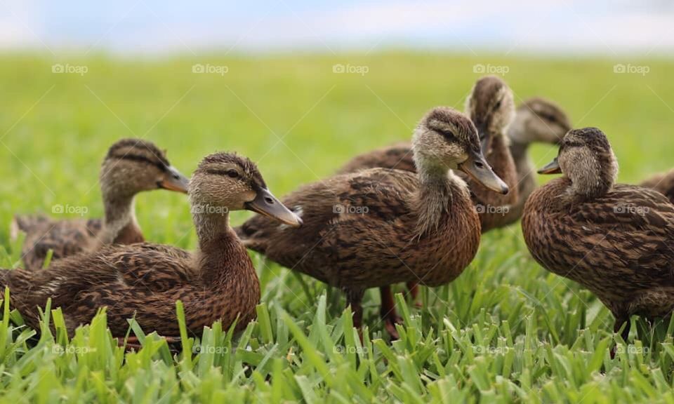 Duck family 