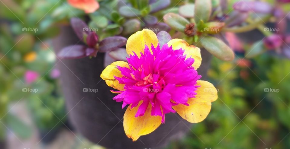 sun plant. rare flower. beautiful flower.