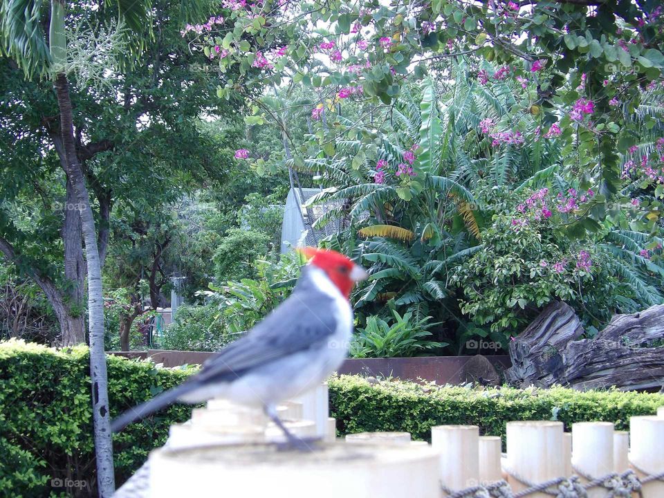 Hawaiian Birds