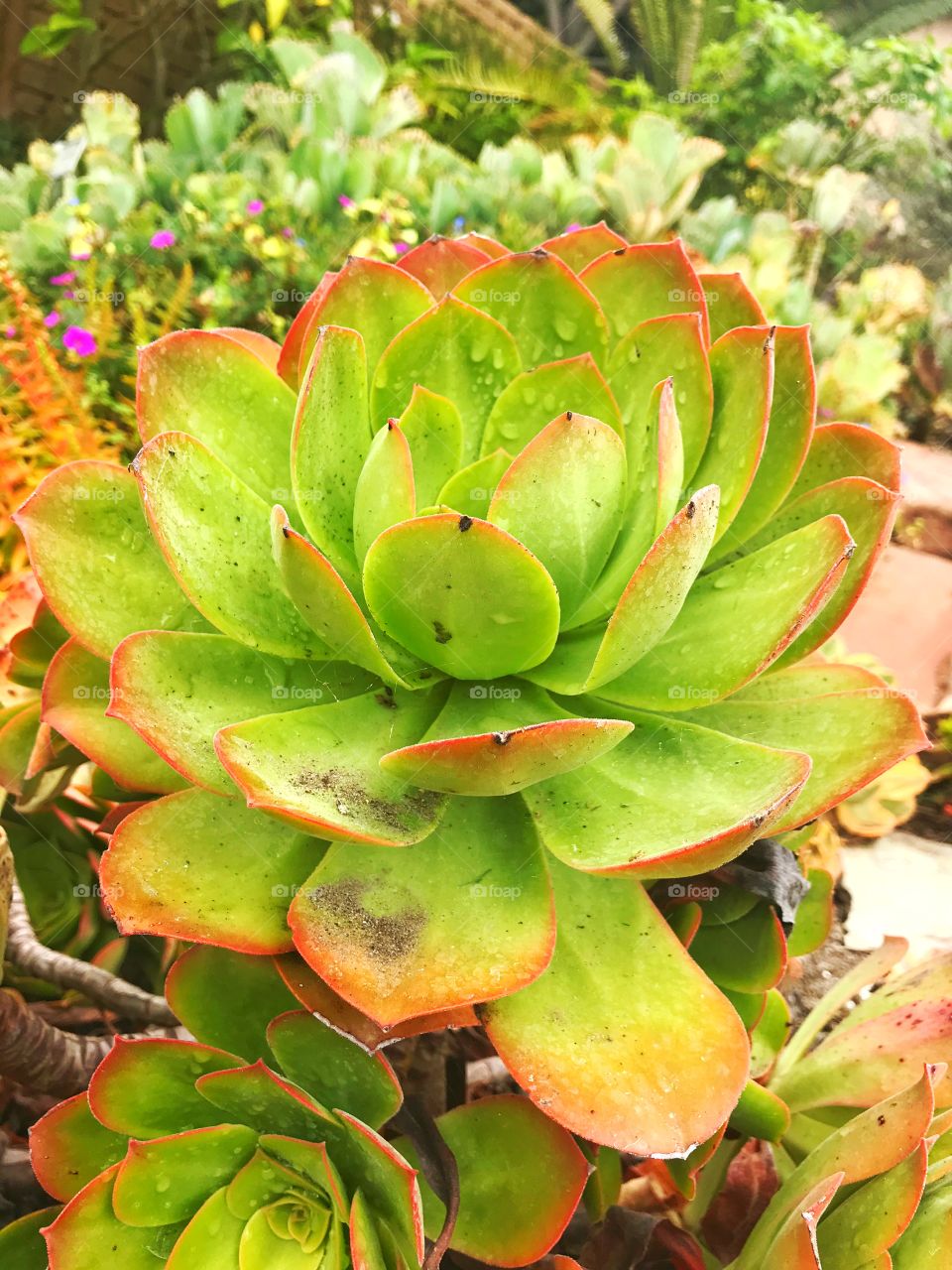 Green and red succulent with water drops 2