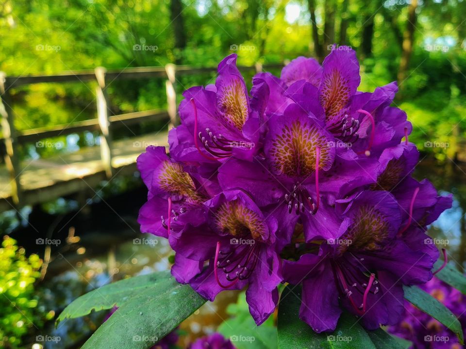 Surprises by the beauty of flowers , walk in the parc.