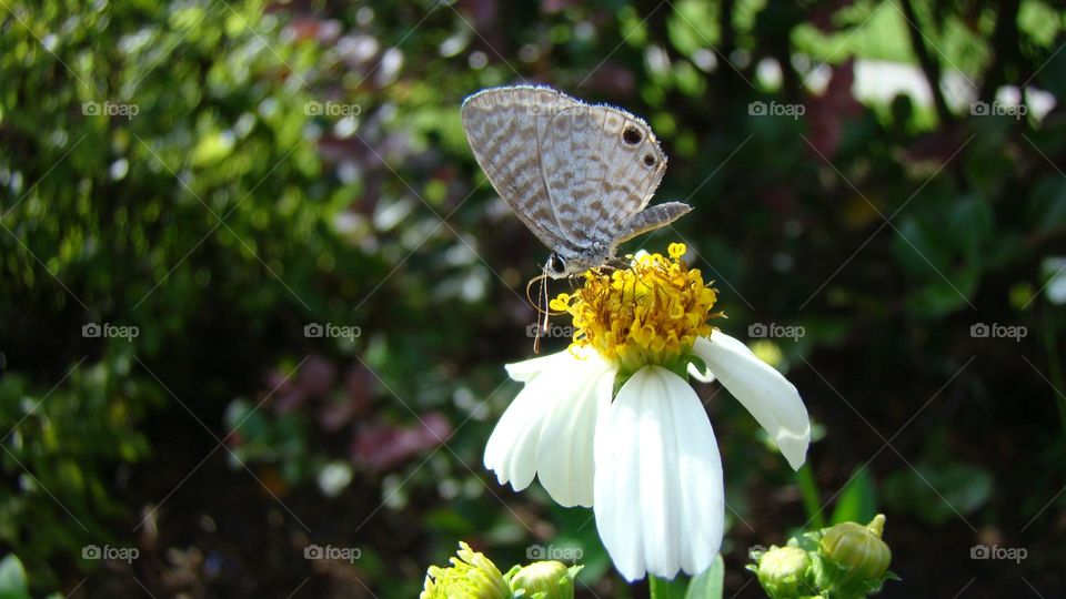 Miami Blue butterfly feeding on white and yellow wild flower prosboscis visible against colorful bokeh background 