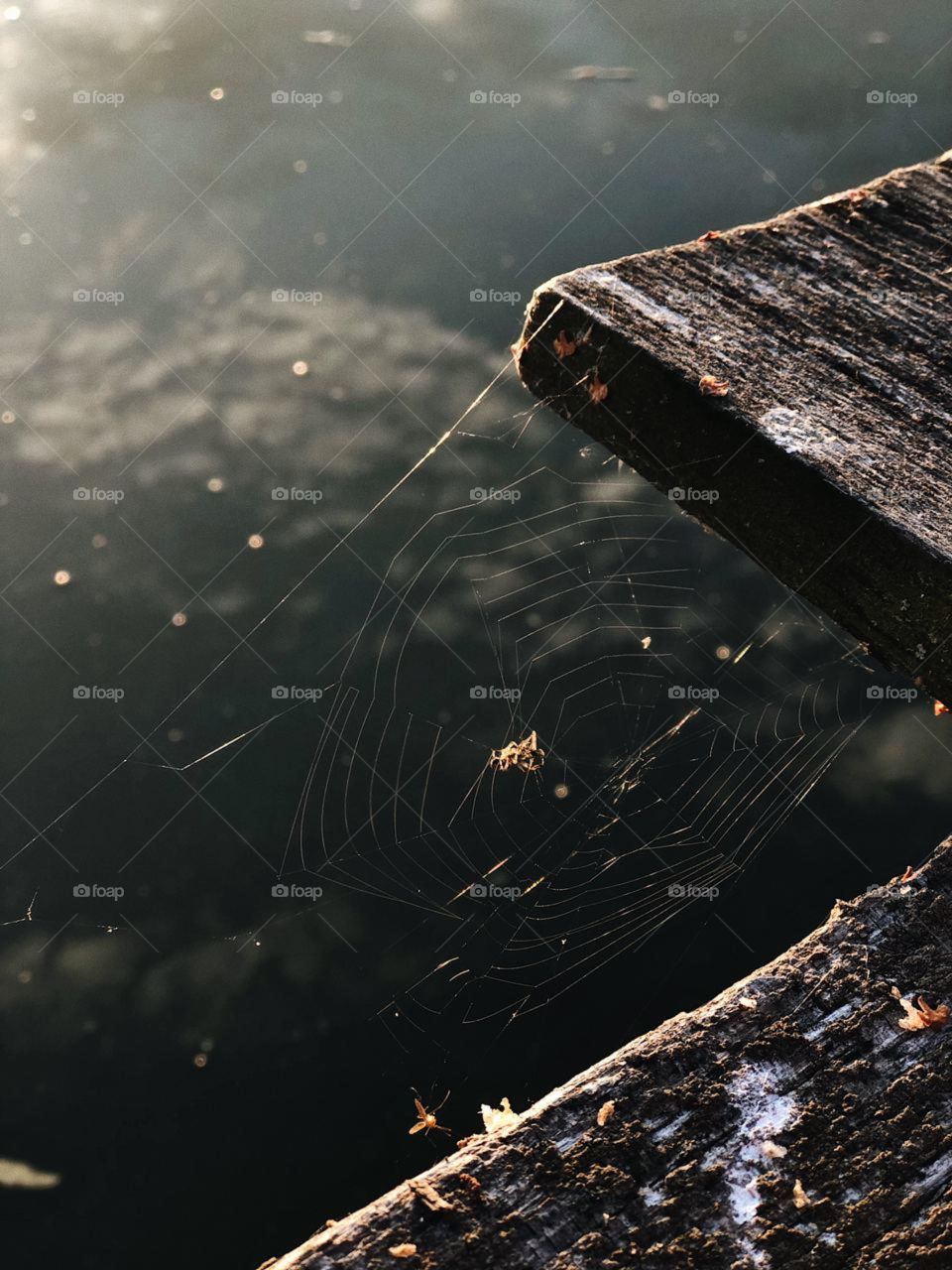 Spider web