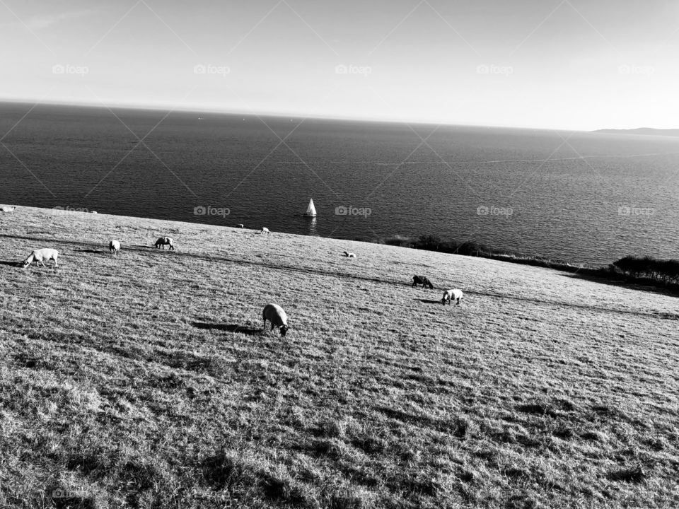 A black and white version of some most peaceful grazing land and the inclusion of a little sailing boat.