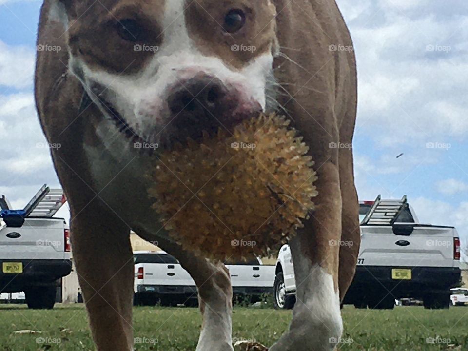 Rescue pitbull dog playing ball