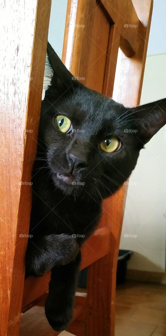 Kittens are very curious and fearful. They hide in unusual places to surprise passers-by. Black kittens need extra care, as there are many prejudices about them, being always included in Halloween celebrations and appearing in horror movies to symbol