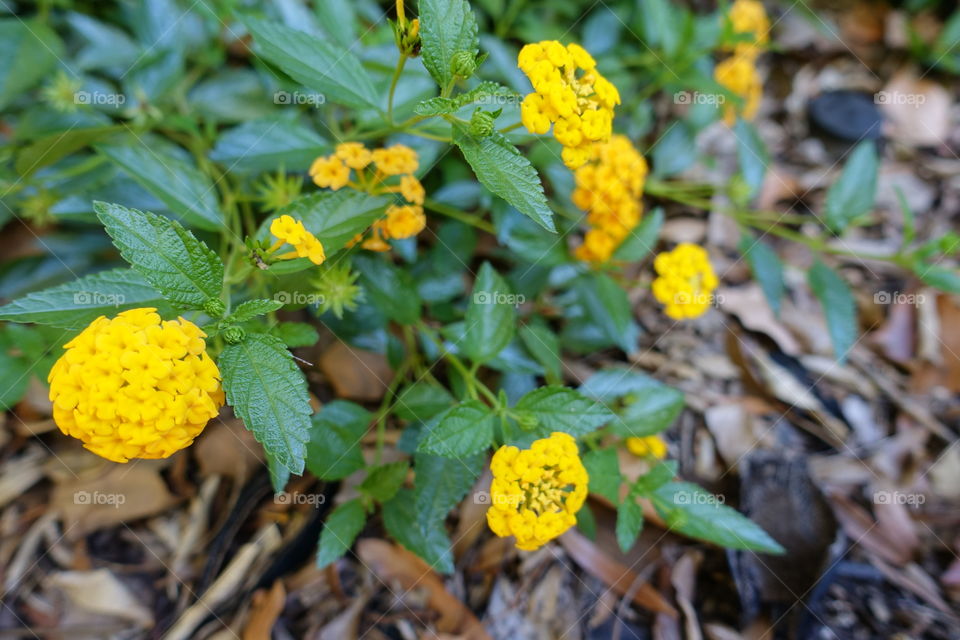 Yellow Lantanas.