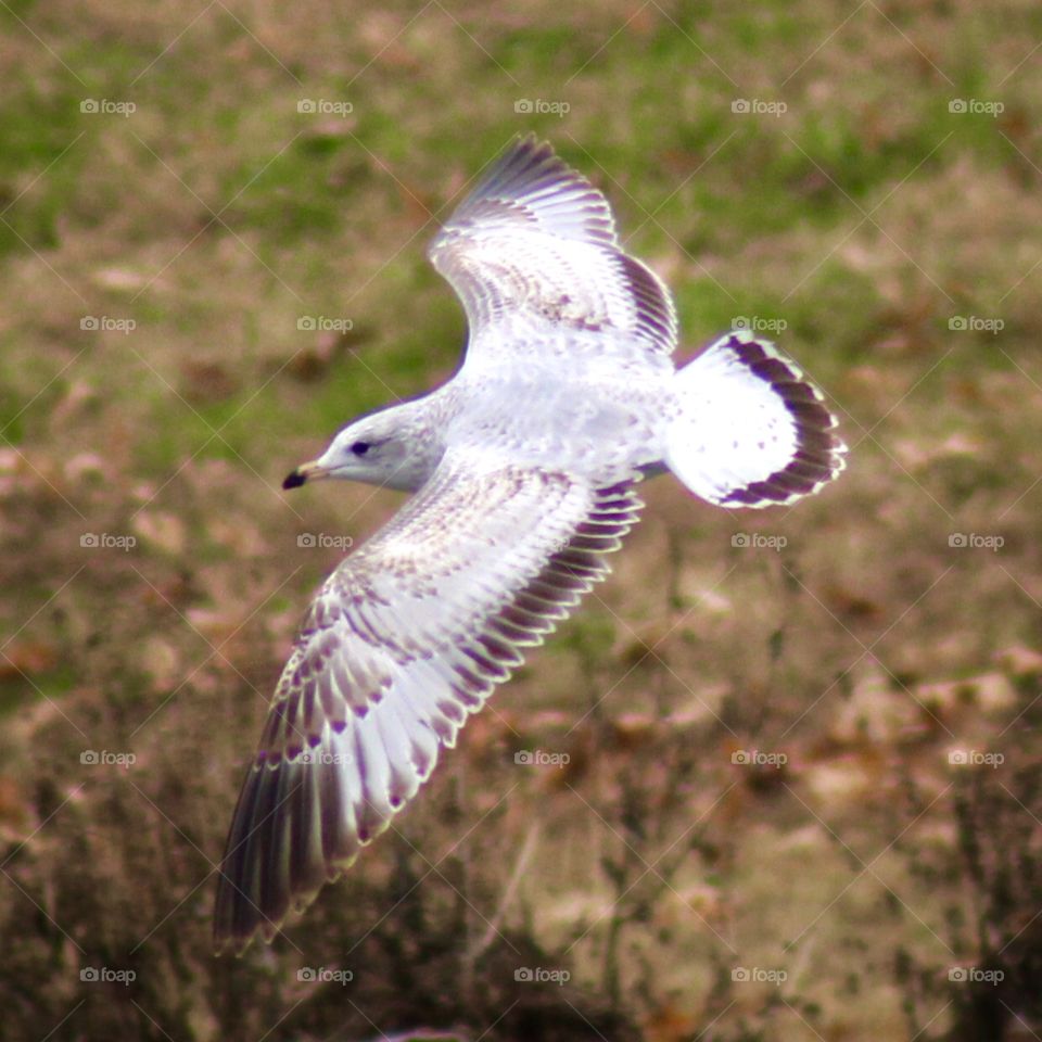 Bird flying overhead!