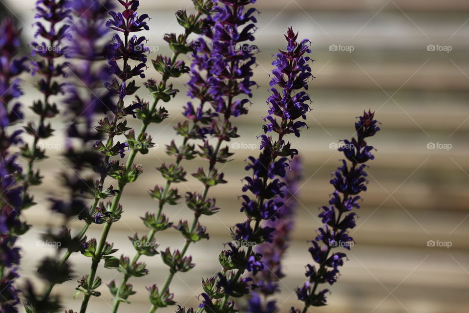 Purple flowers