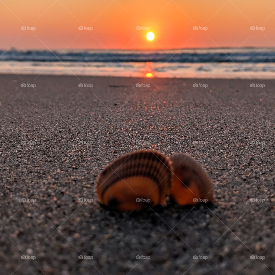 Sunrise at the Seashore.  Jacksonville, Florida with some clam shells in the sand.  The sun shining through the shells give them the appearance of glowing!