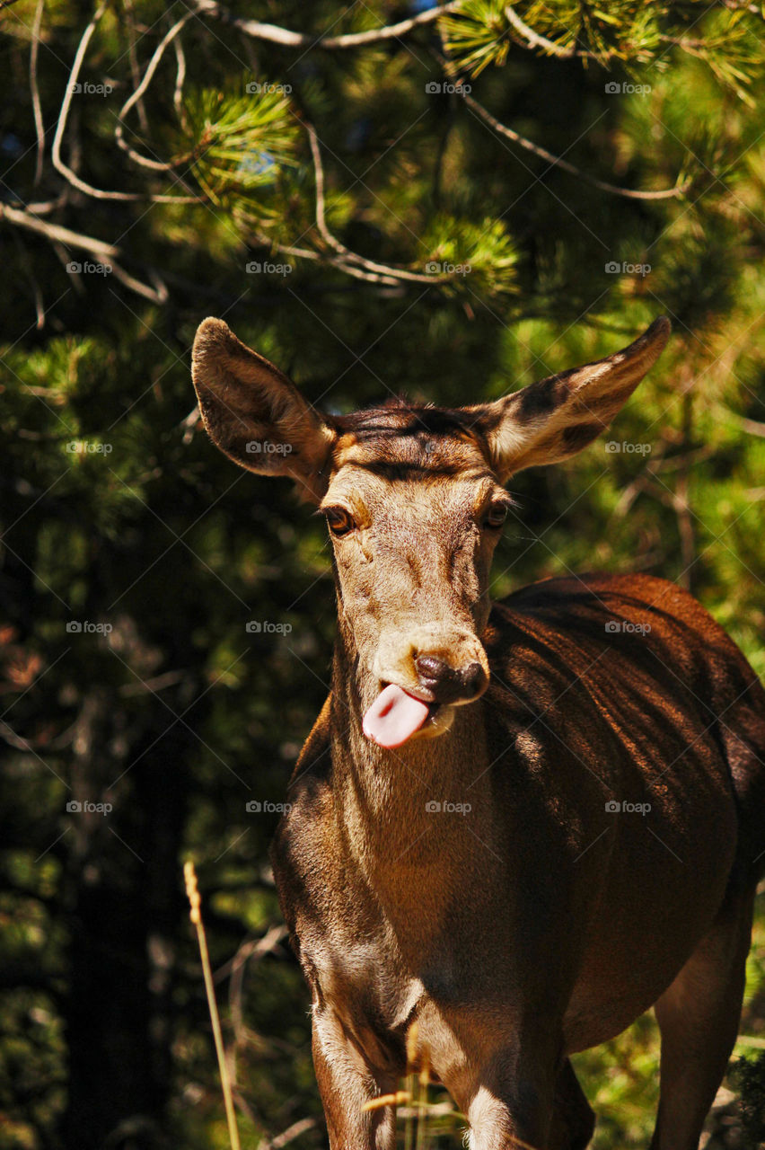 deer shows its tongue