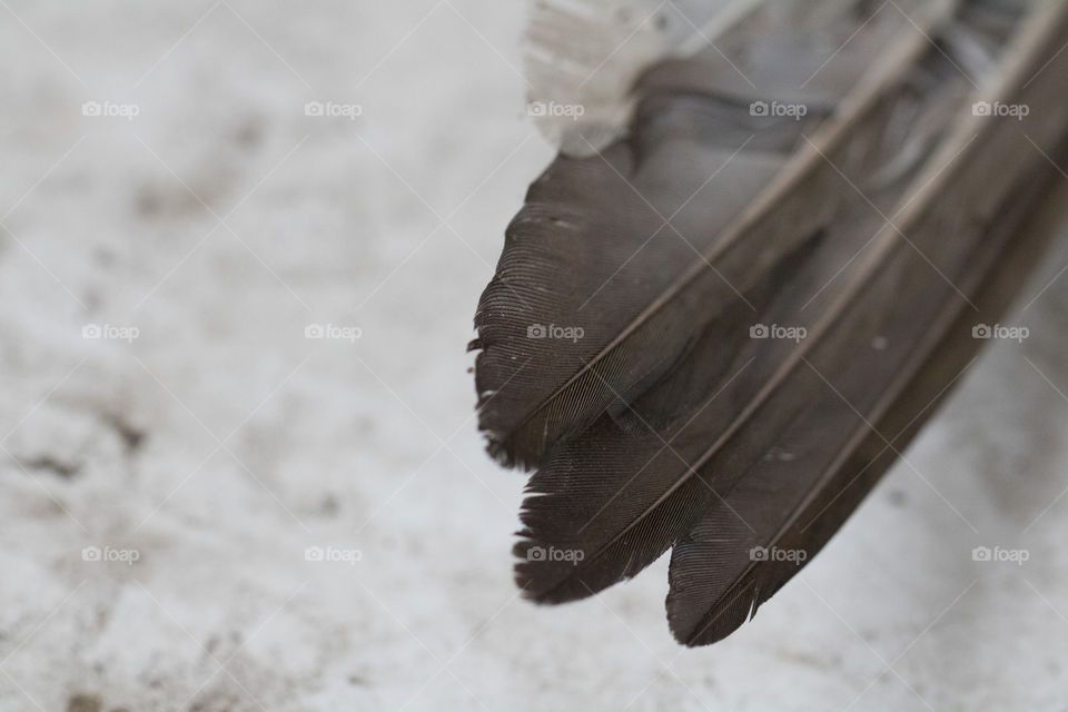 Feathers in black and white