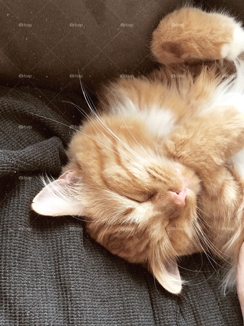 Maine Coon Cat Sleeping 
