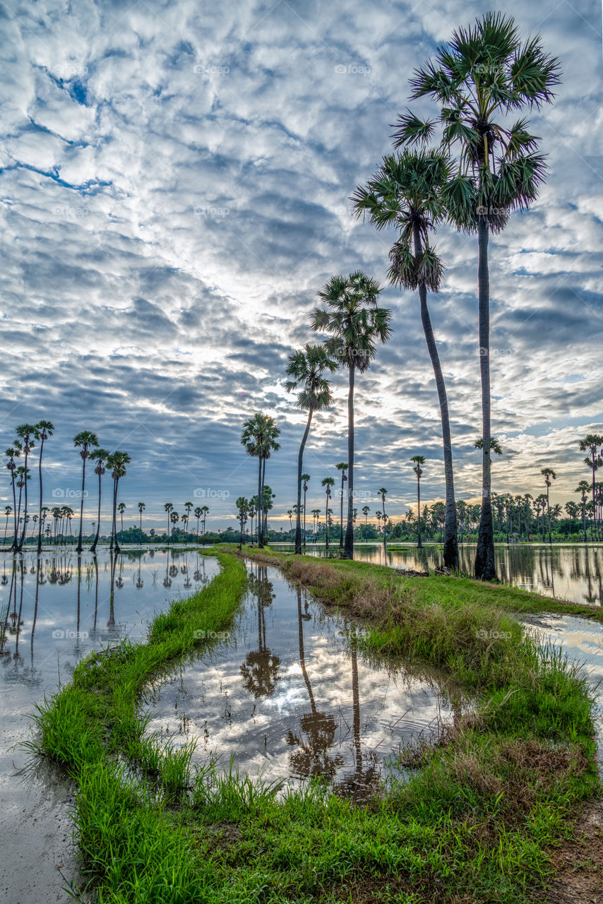 The sunrise with cloudy background  above the palm trees with reflection in puddle