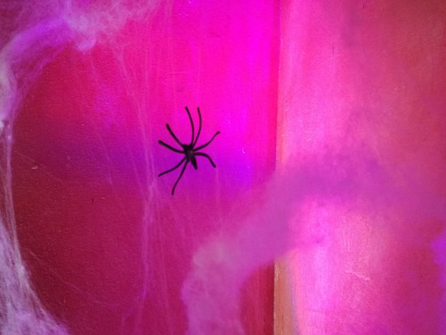 halloween spider