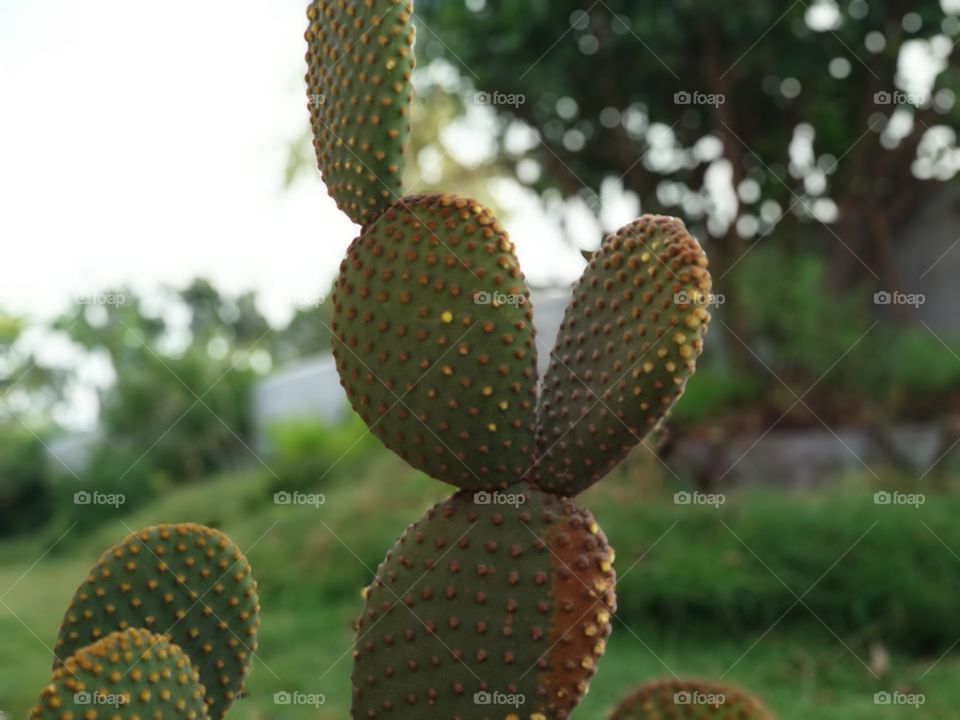 cactus shoot from Android one