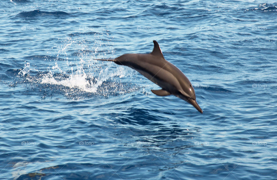 Jumping dolphin.