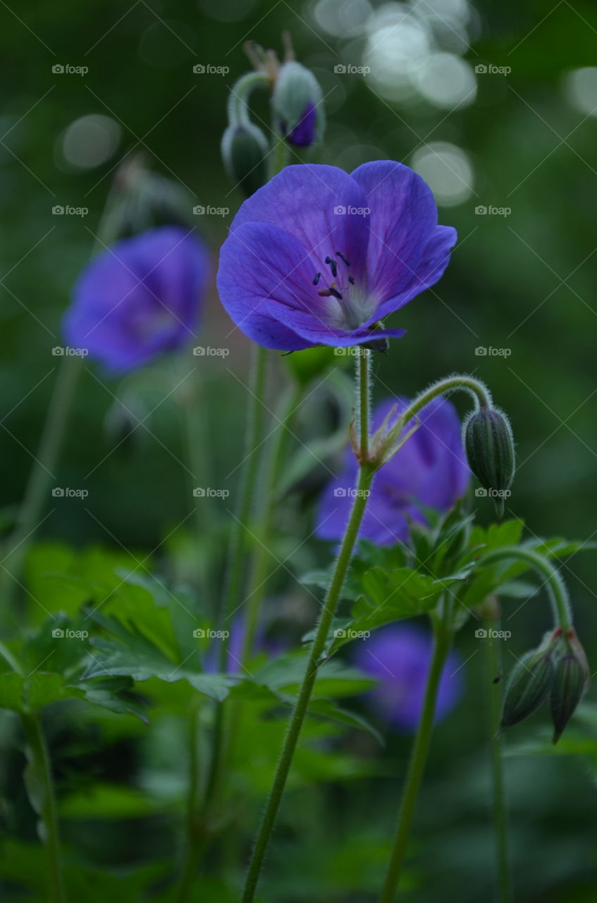 Violet flowers