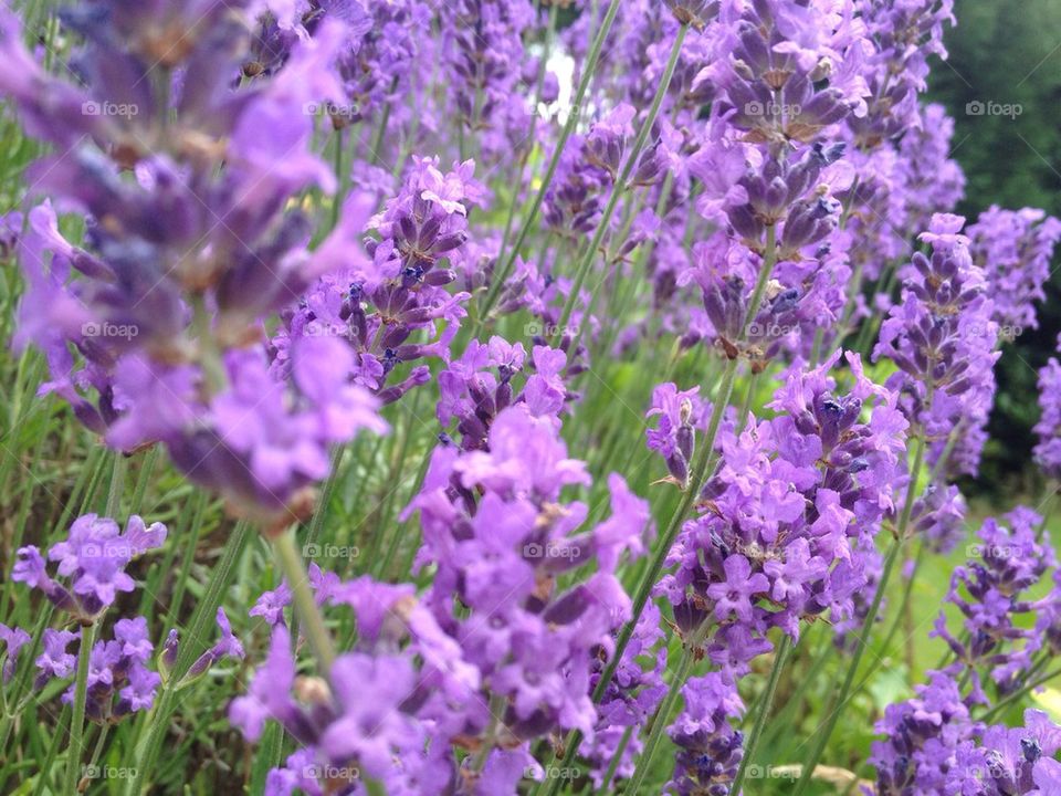 Swaying in the breeze