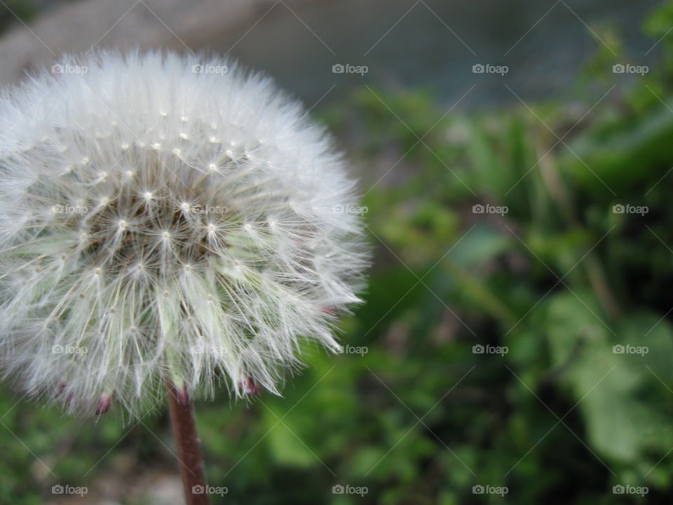 Dandelion