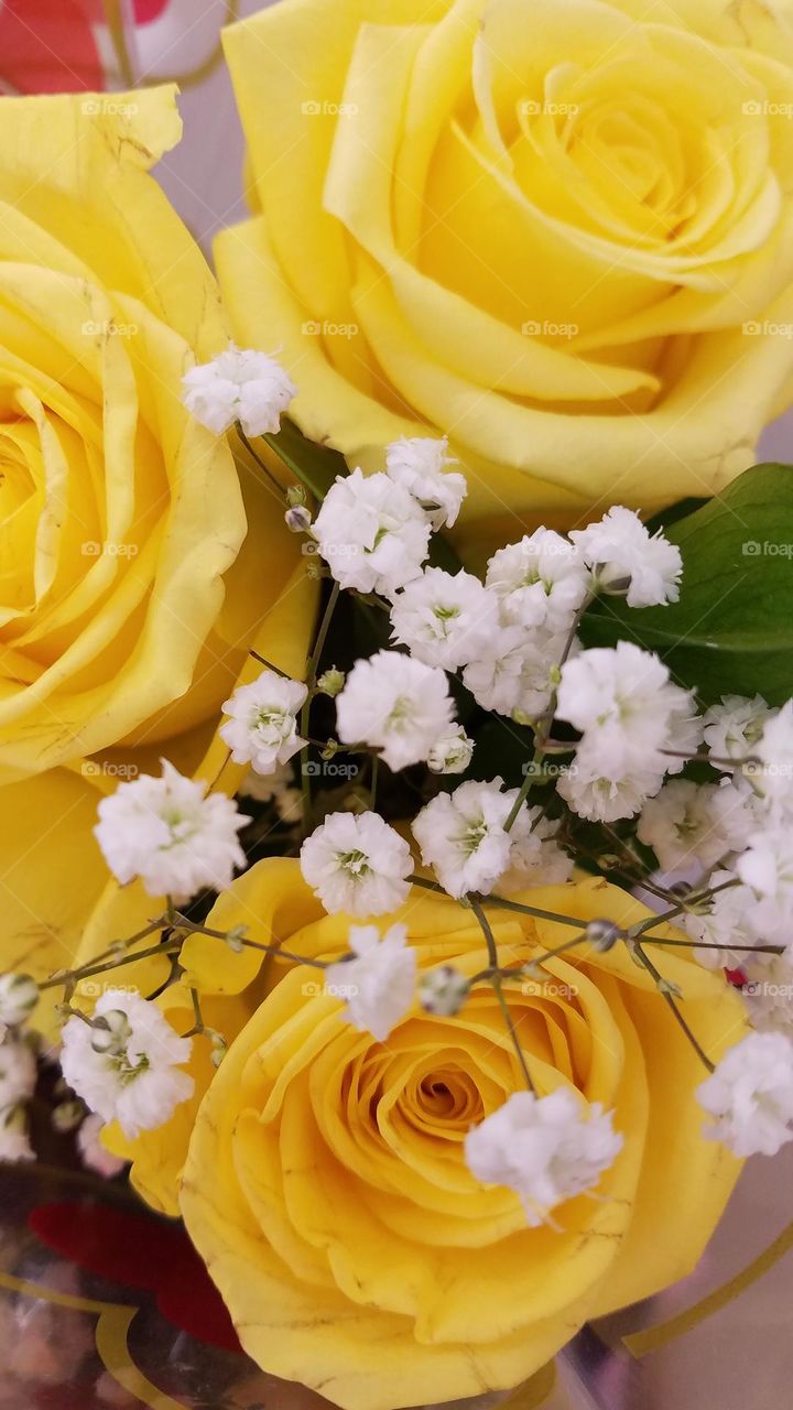 yellow roses