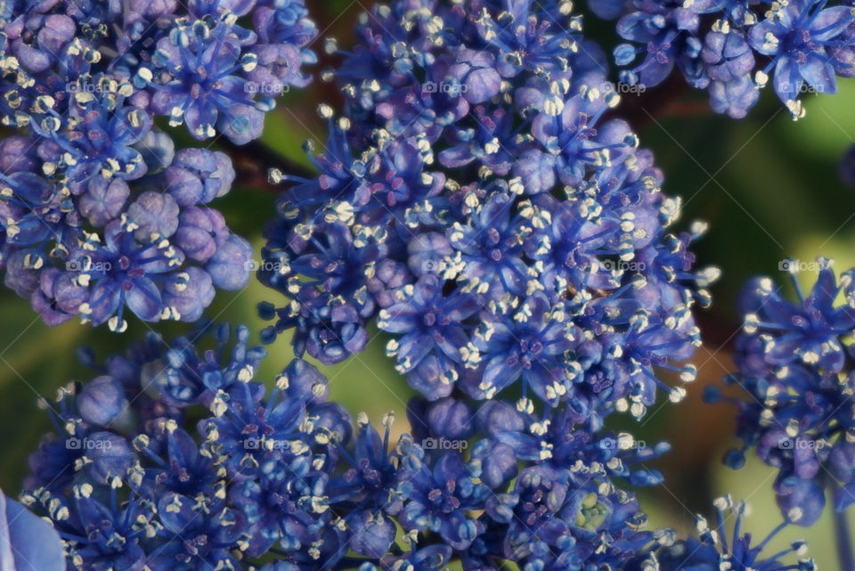Blue flowers. Blue hydrangea flower