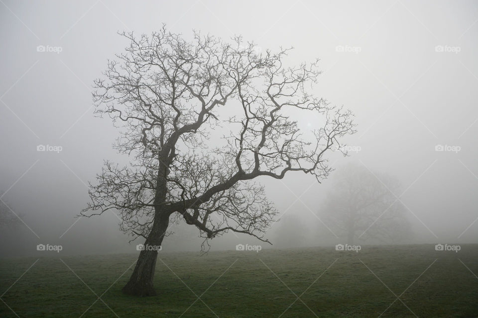 Tree in early morning mist. Sunrise in the English countryside, a lone tree stands out in the mist