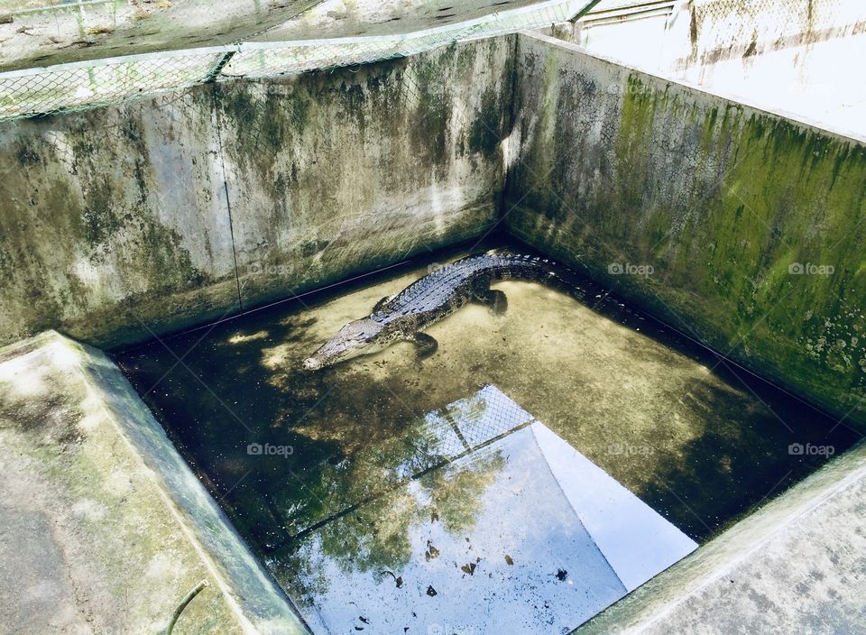 Alligator enclosure