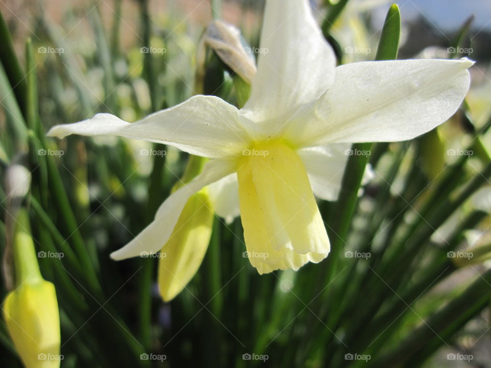 Nature, Flower, Flora, Leaf, No Person