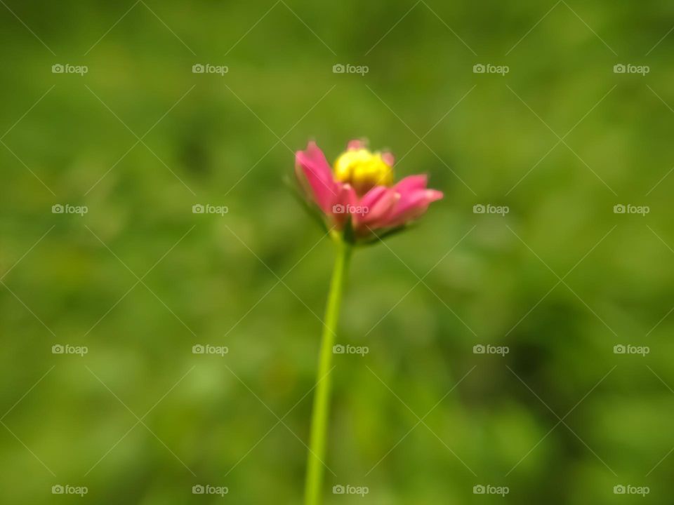 Blurred macros, Blurred pink flowers.