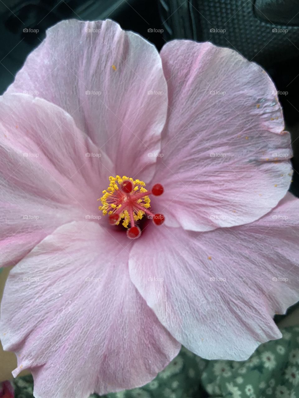 Soft, pale pink hibiscus flower petals and yellow center. 