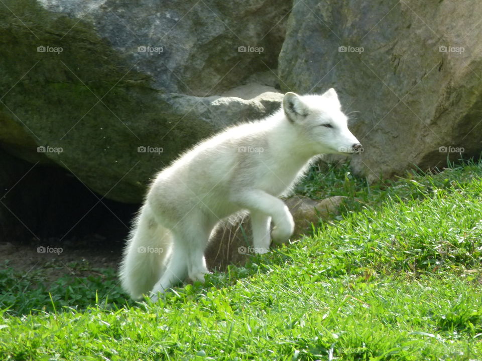 baby artic fox