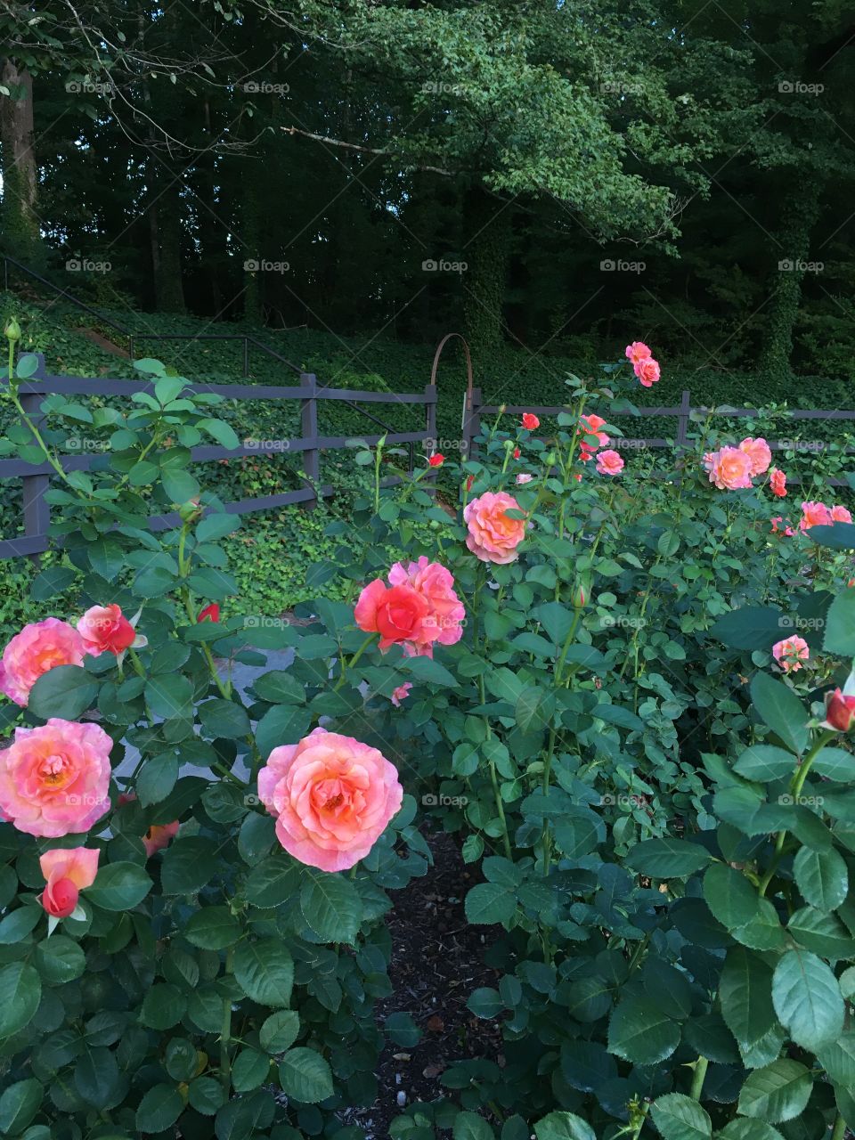 Rose garden. 