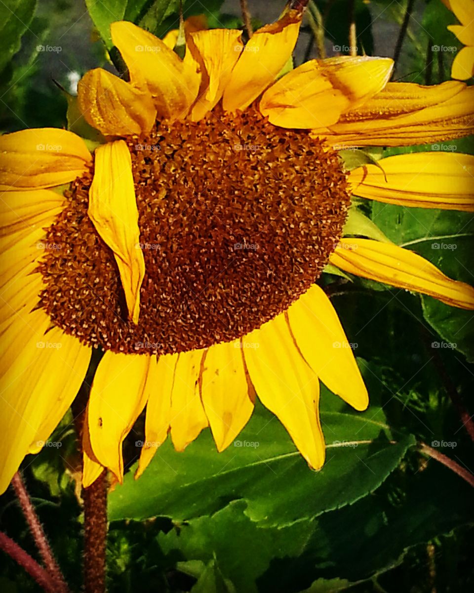 A sunflower welcoming the early golden autumn sunshine.