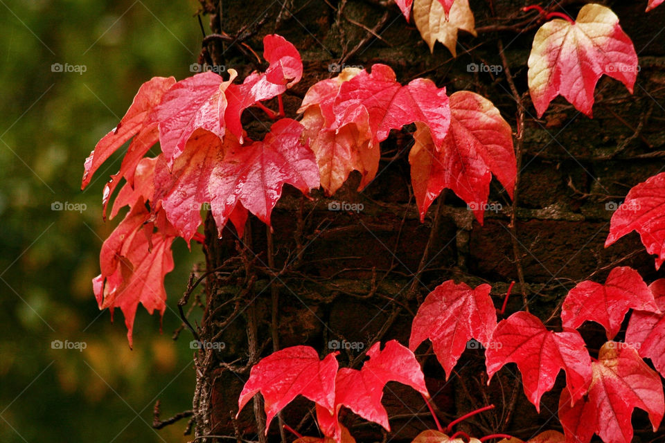 italy red wall leaves by kuzeytac