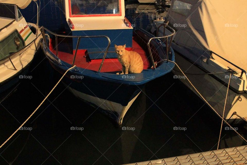 il gatto della Cala