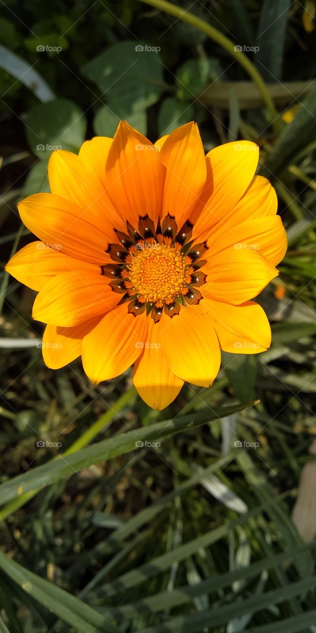 Flowers are part of my life..