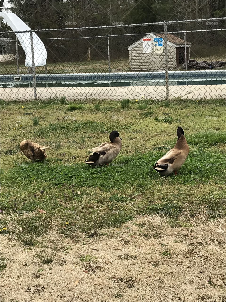 Three ducks