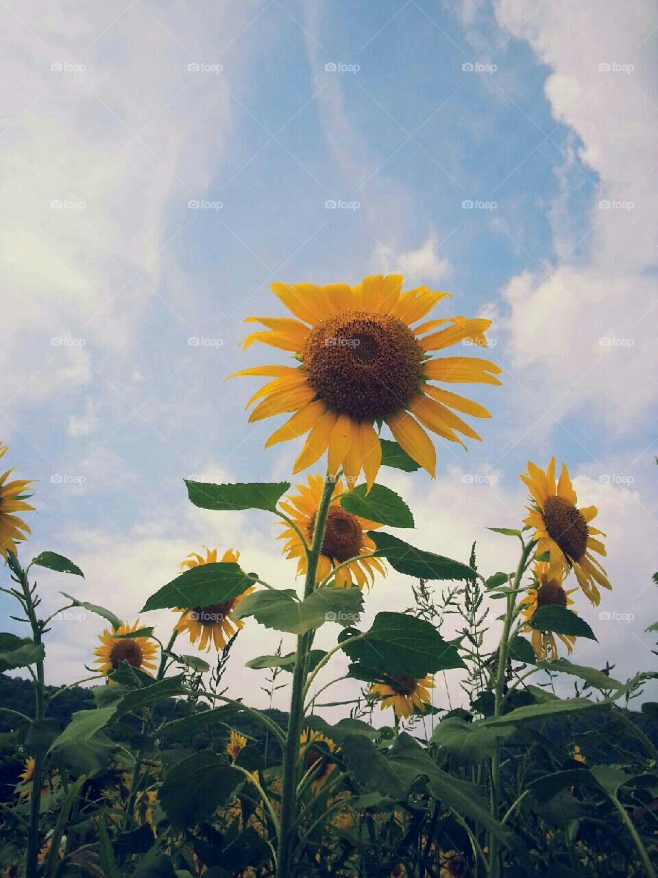 Sunflower field. I took this shot while I was walking in the fields in the aera of Paris this late summer 2015